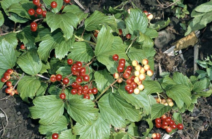 guelder rose