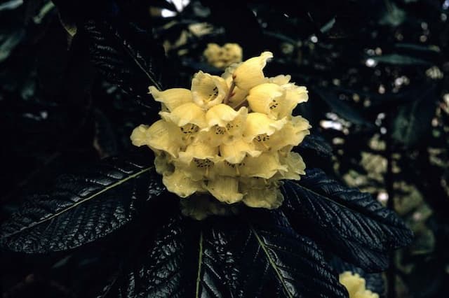 Great Chinese rhododendron