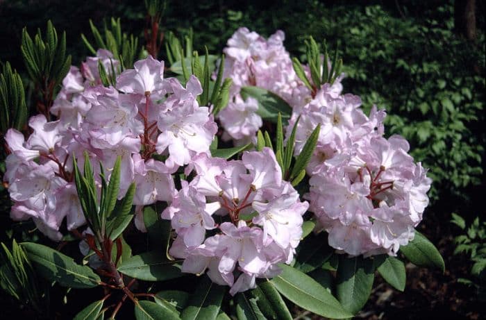 rhododendron 'Faggetter's Favourite'