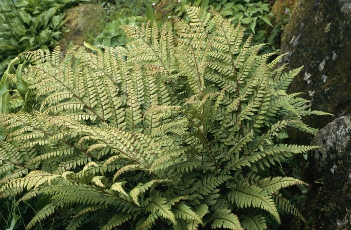 eared lady fern