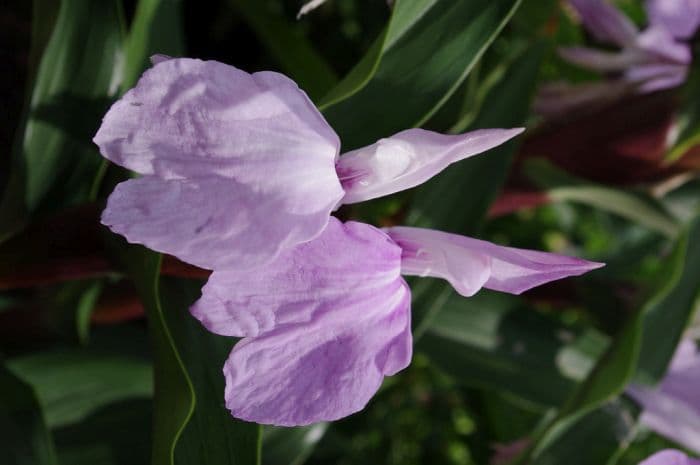 purple roscoea 'Dalai Lama'