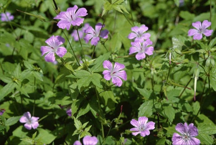 knotted cranesbill