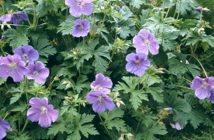 cranesbill 'Johnson's Blue'