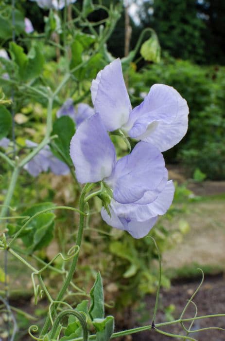 sweet pea 'Cara Stevenson'