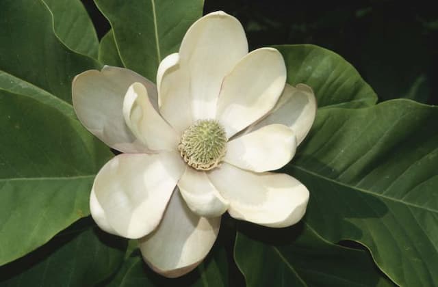 Japanese big-leaf magnolia