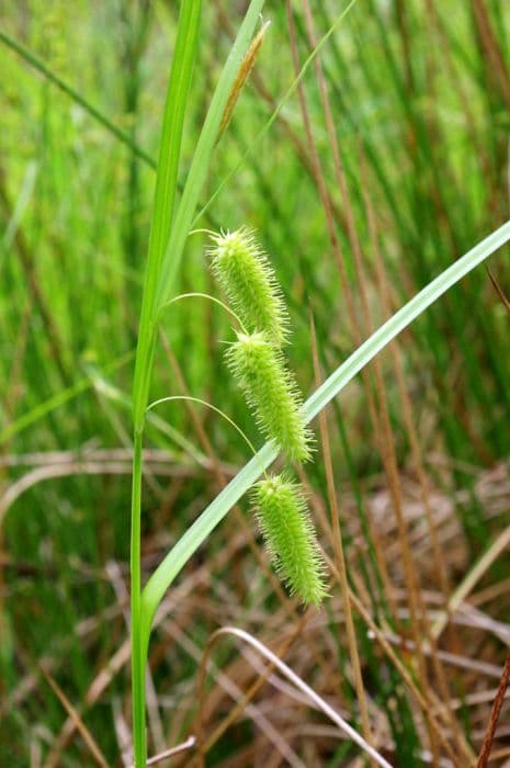 Cyperus sedge