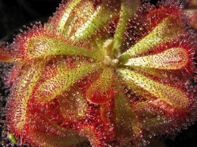 Princess Alice's sundew