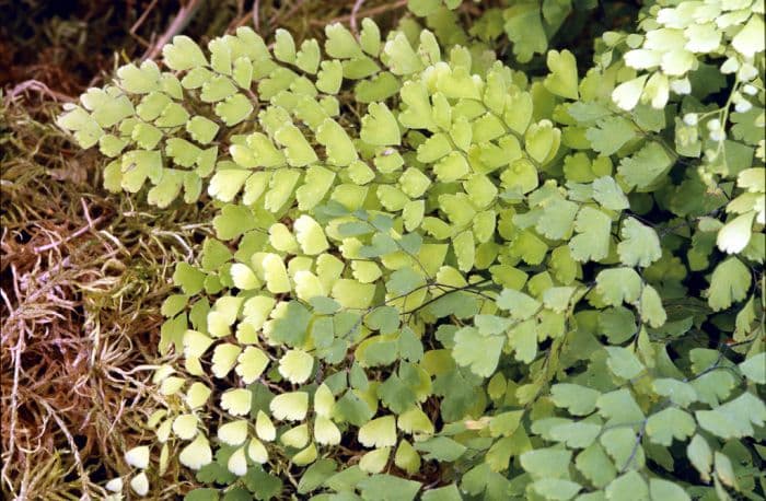 Delta maidenhair fern