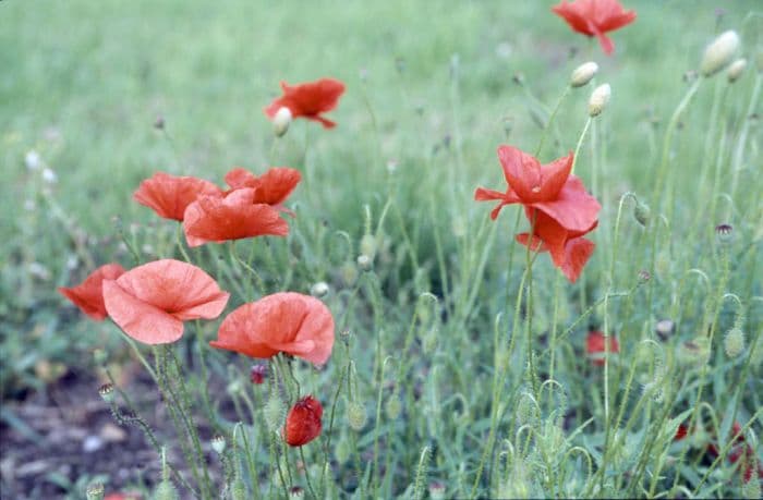 common poppy