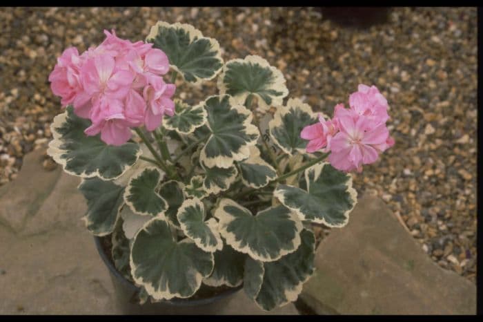 pelargonium 'Chelsea Gem'