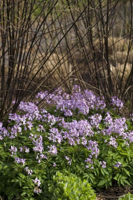 five-leaved cuckoo flower