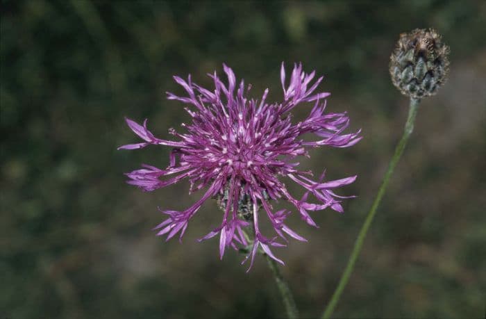 greater knapweed