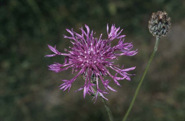 Greater knapweed