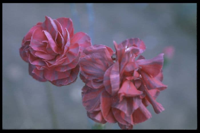 border carnation 'Michael Saunders'