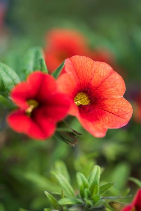 calibrachoa [Colibri Orange]