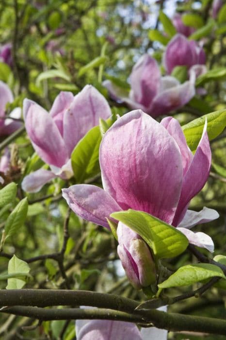 Saucer magnolia 'Rustica Rubra'