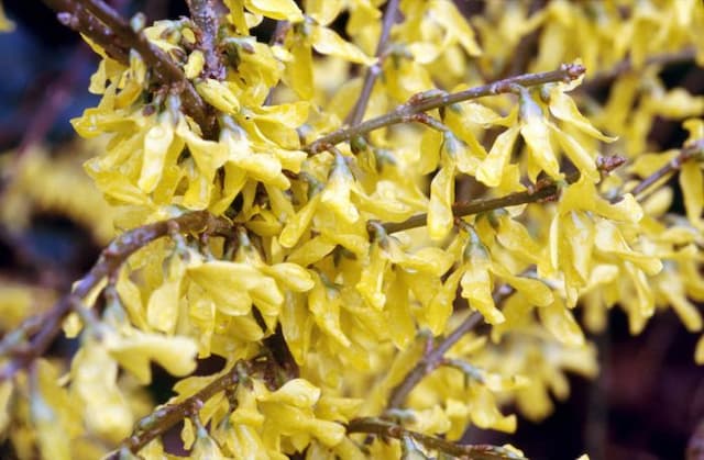 Forsythia [Marée d'Or]