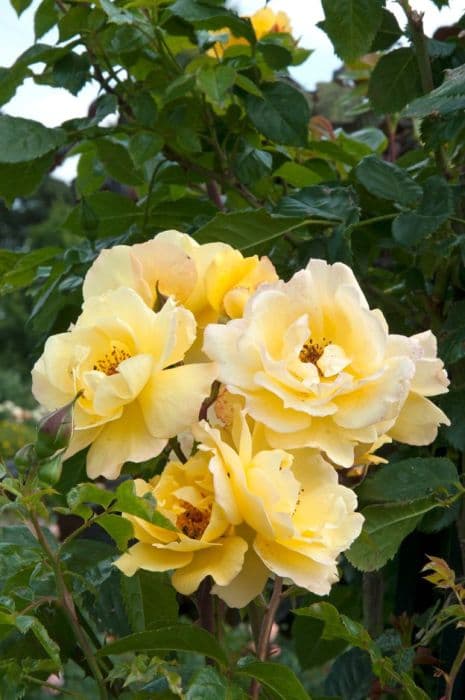 rose 'Gardeners Glory'