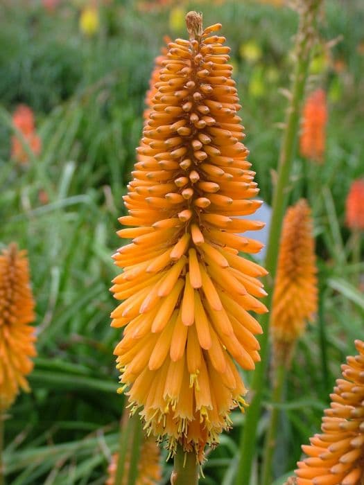 red-hot poker 'Fiery Fred'