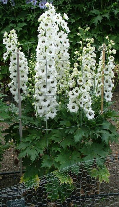 delphinium 'Atholl'