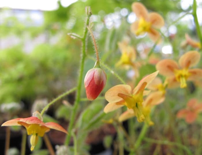 barrenwort 'Orangekönigin'