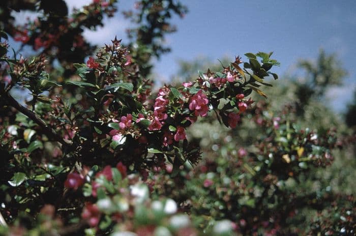 escallonia 'Pride of Donard'