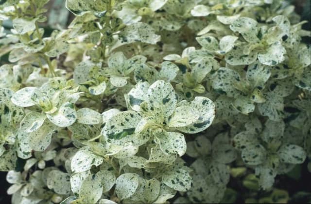 Looking-glass plant 'Marble Queen'