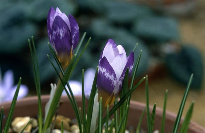 Sieber's crocus 'Hubert Edelsten'