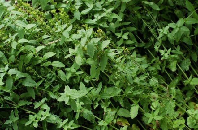 Saw-leaved speedwell