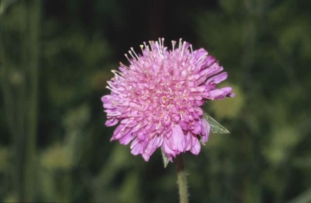 Macedonian scabious Melton pastels