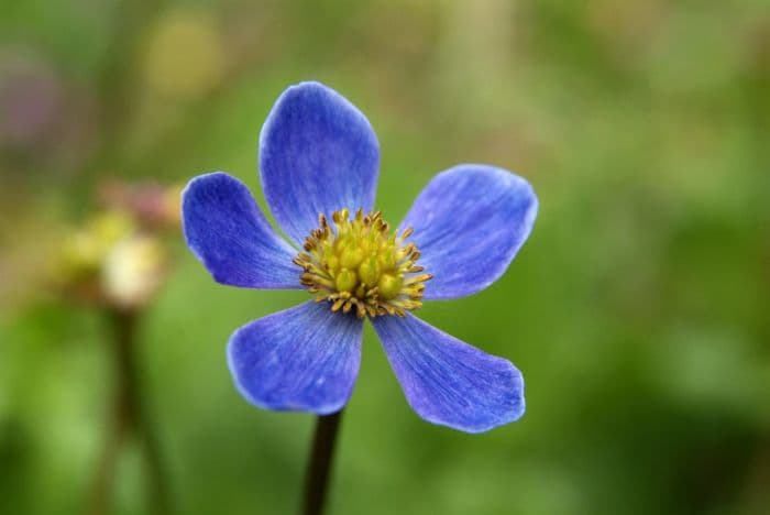 ladle-leaved windflower