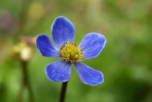 Ladle-leaved windflower