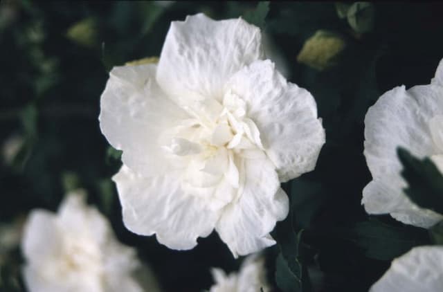 Rose of Sharon [White Chiffon]