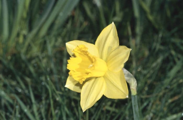 daffodil 'Ormeau'