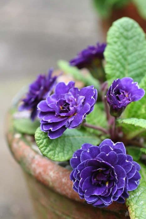 Primrose 'Miss Indigo'