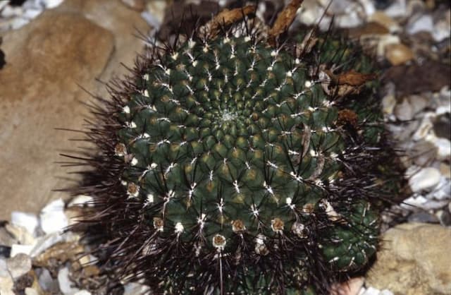 Crown cactus