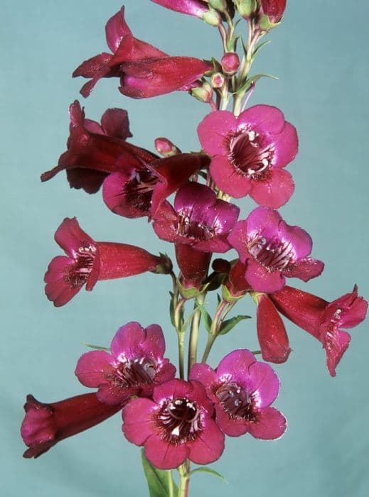 penstemon 'Rich Ruby'