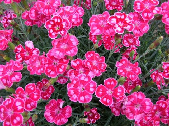 Pink 'Calypso Star'