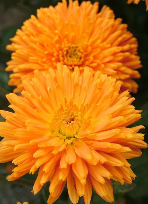 chrysanthemum 'Claudia'