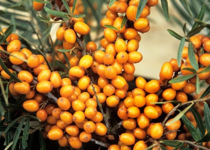 sea buckthorn 'Leikora'