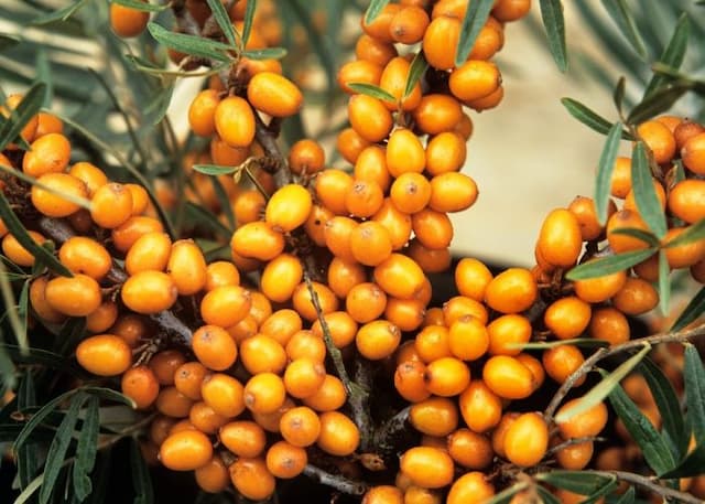 Sea buckthorn 'Leikora'