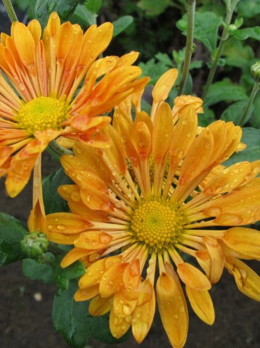 chrysanthemum 'Hazel'