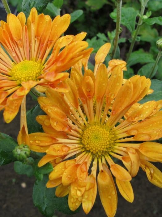 Chrysanthemum 'Hazel'