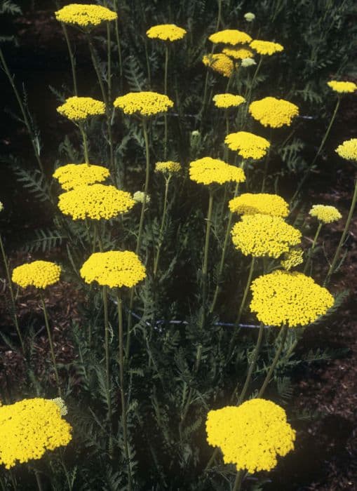 yarrow 'Gold Plate'