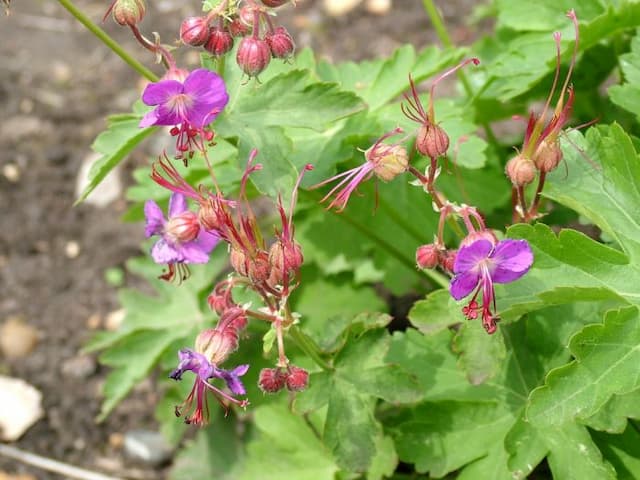 Big-root cranesbill 'Ridsko'