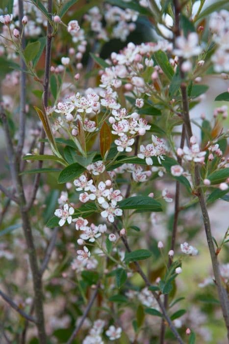 red chokeberry 'Erecta'