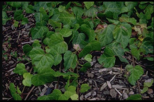 Bullock's heart ivy