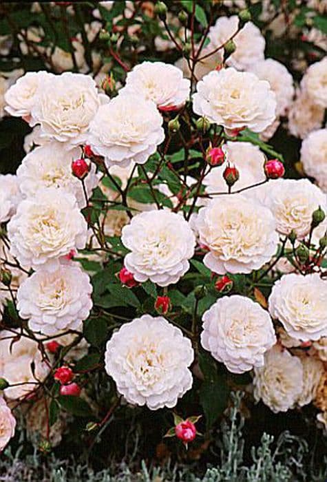 Rose 'White Pet'