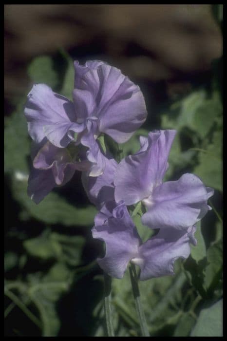 sweet pea 'Charlie's Angel'