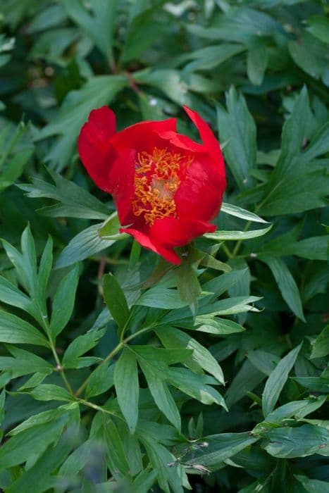 hybrid peony